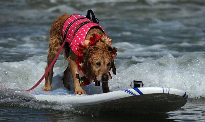عکس هایی بامزه اسکی کردن سگ ها روی آب