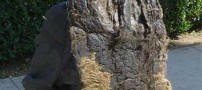 عکسی بسیار جالب و دیدنی از زشت ترین موی دنیا