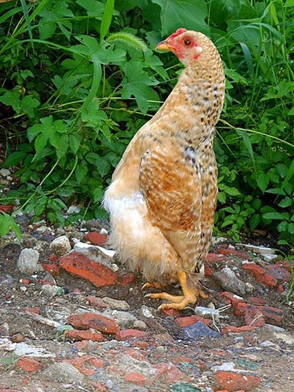 مرغی بسیار عجیب که ایستاده راه می رود +عکس