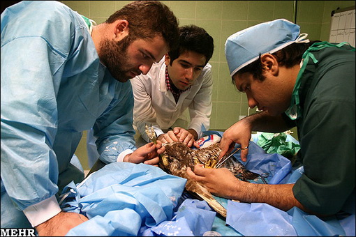 عکس هایی دیدنی از عمل جراحی عقابی تیر خورده