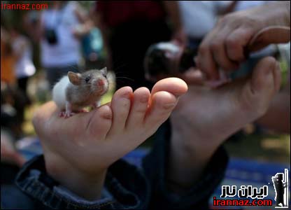 عکسهای دختری که با مار و موش خود را ماساژ میدهد!!