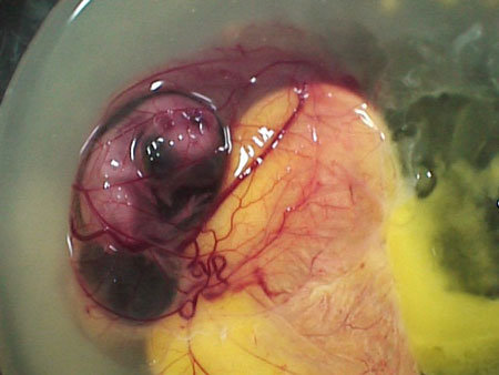 عکسهای مراحل رشد جوجه در تخم
