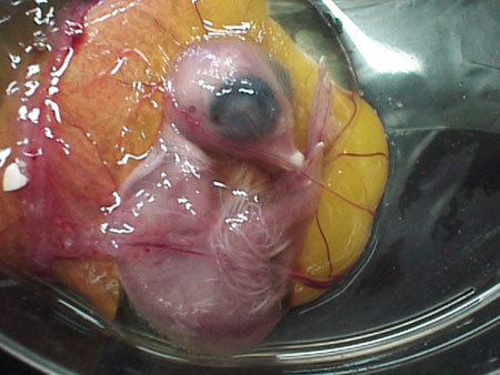 عکسهای مراحل رشد جوجه در تخم