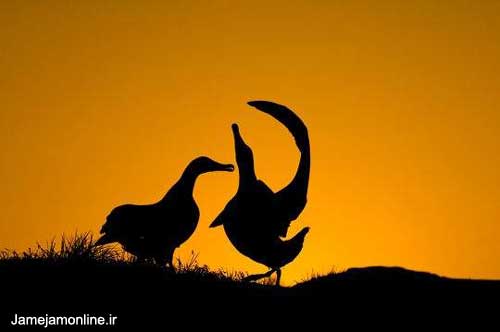 عکسهایی جذاب از حیات وحش