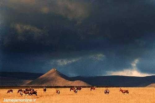 عکسهایی جذاب از حیات وحش