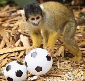 عکس های بامزه میمون های فوتبالیست در باغ وحش