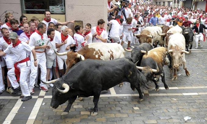 عکس هایی از جشن اسپانیایی ها با گاو وحشی !!