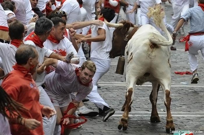 عکس هایی از جشن اسپانیایی ها با گاو وحشی !!