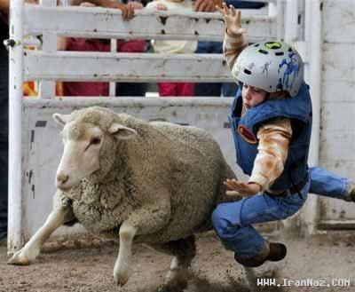 عکس های دیدنی  از گاو بازی از نوع کودکانه با گوسفند