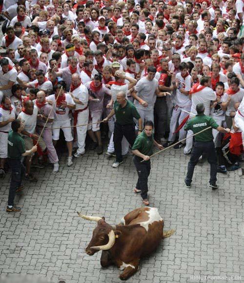 عکس هایی از جشن اسپانیایی ها با گاو وحشی !!
