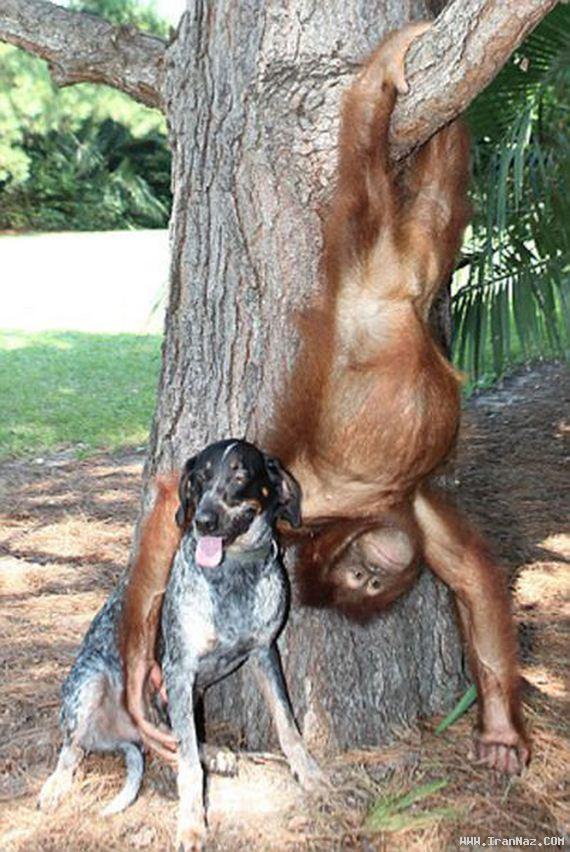 عکس های دیدنی از رابطه جالب یک سگ و اورانگوتان