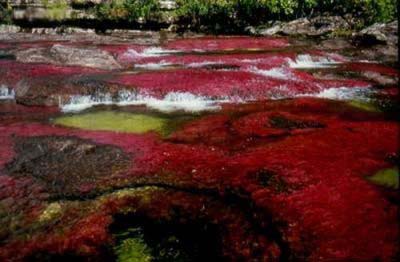عکس هایی بی نظیر از رنگارنگ ترین رودخانه در جهان