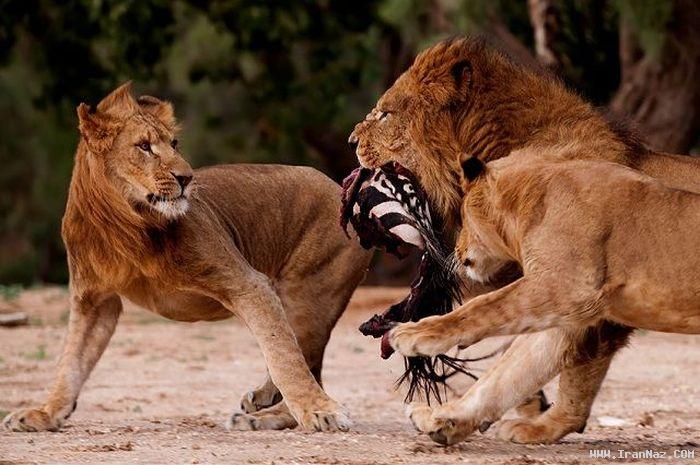 عکس های بسیار شگفت انگیز و دیدنی از لحظه شكار