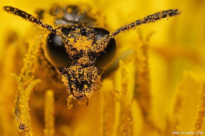 عکس های بسیار شگفت انگیز و دیدنی از لحظه شكار