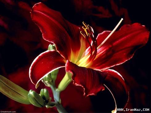 عکس هایی بسیار دیدنی از زیباترین شاهکار های دنیا