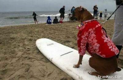 عکس های رقابت عجیب موج سواری توسط سگ ها