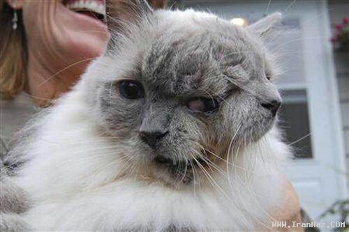 پیرترین گربه دوسر جهان و ثبت شده در گینس +عکس