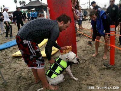 عکس های رقابت عجیب موج سواری توسط سگ ها