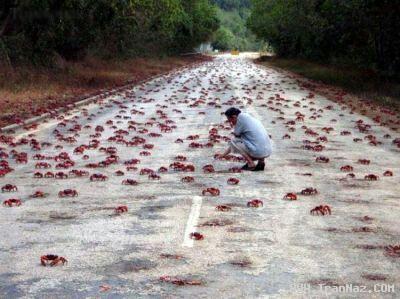 عکس هایی از حمله میلیون ها خرچنگ به یک شهر!!
