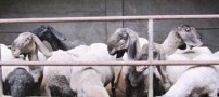 گوسفند هایی که حدود دو میلیارد تومان قیمت دارند!