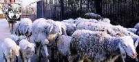 روش بسیار خنده دار یک چوپان برای کنترل گوسفندان