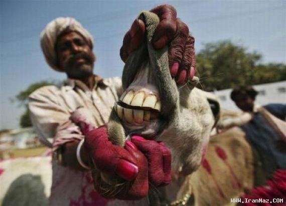 عکس های جالب و دیدنی چهارشنبه 23 آذر 1390