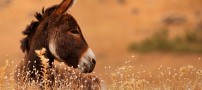 عکس های خنده دار جالب و دیدنی