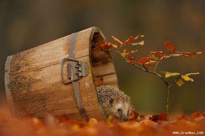 عکس های جالب و دیدنی جمعه 16 دی 1390