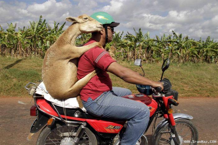 عکس های جالب و دیدنی چهارشنبه 14 دی 1390