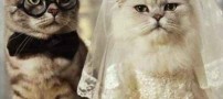 عکس هایی باور نکردنی از زیبا ترین عروس و داماد ها