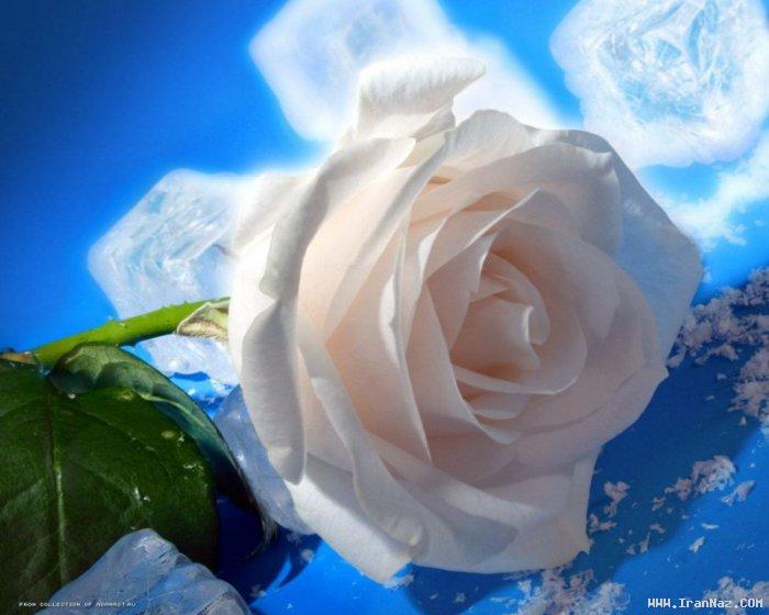 عکس های جالب و دیدنی پنجشنبه 22 دی 1390
