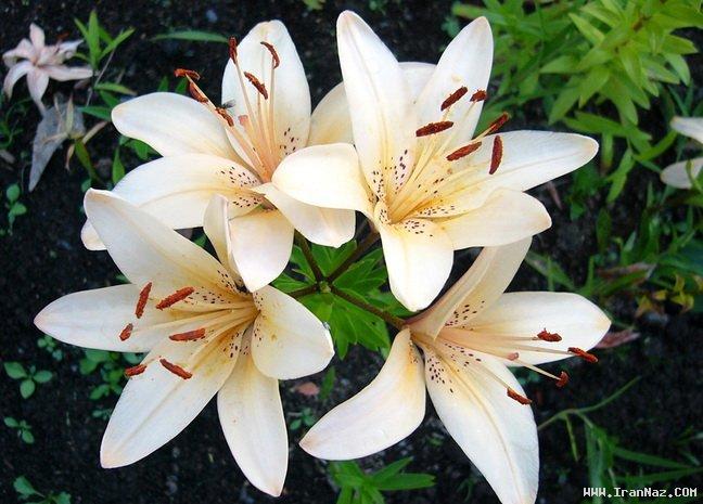 عکس های جالب و دیدنی پنجشنبه 22 دی 1390