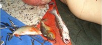 عکس های خورده شدن مردی توسط ماهی ( 16+)