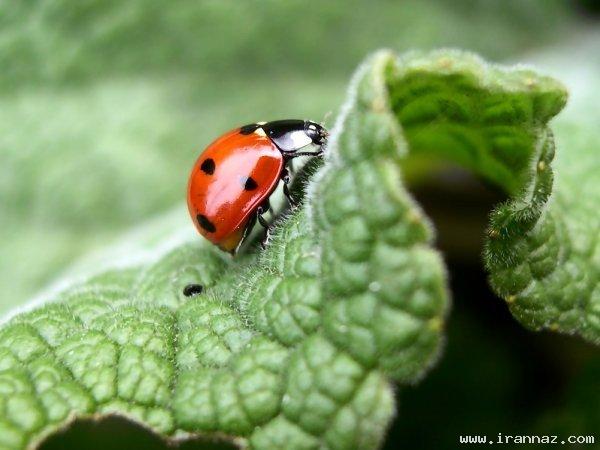 عکس های جالب و دیدنی سه شنبه 25 بهمن 1390