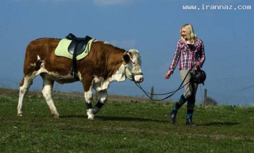 دختری بسیار شجاع که با گاو از موانع می پرد +عکس