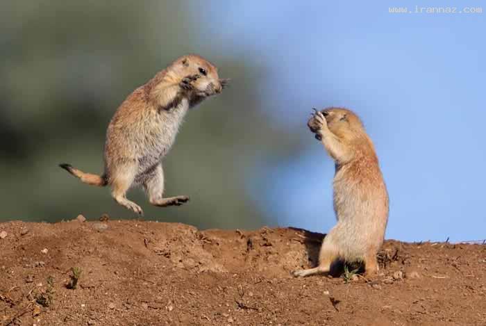 عکس های جالب و دیدنی دوشنبه 8 اسفند 1390