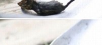 عکس های باور نکردنی نجات یک موش توسط قورباغه