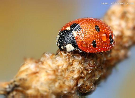 عکس های جالب و دیدنی جمعه 19 اسفند 1390