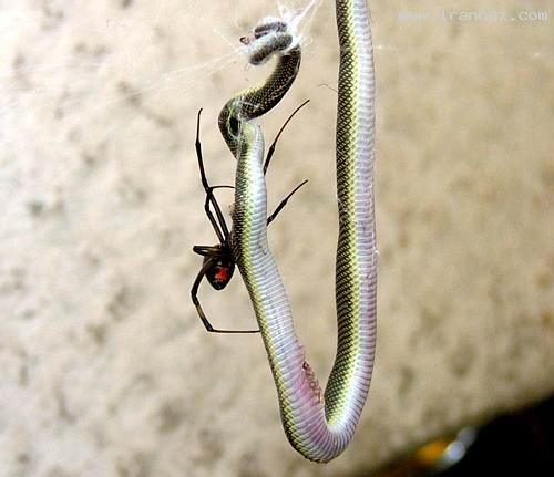 شکار باورنکردنی یک مار بزرگ توسط عنكبوت! +عکس