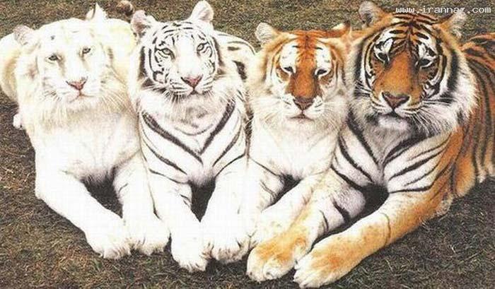 عکس های جالب و دیدنی یکشنبه 20 فروردین 1391