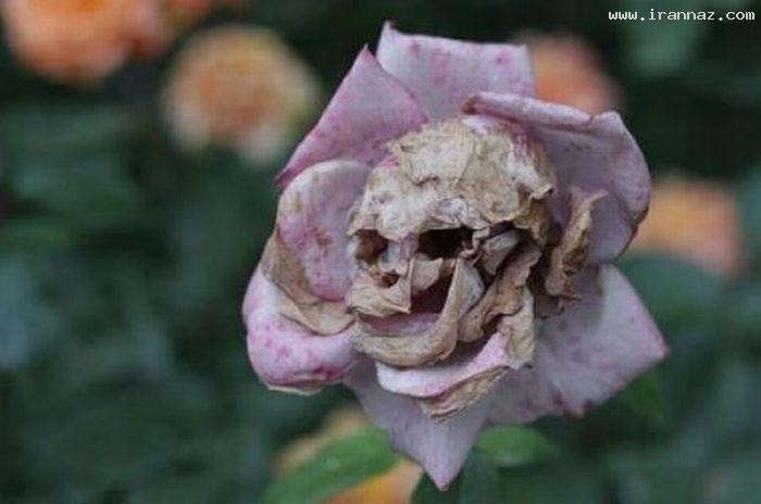 عکسهای جالب و دیدنی دوشنبه 11 اردیبهشت 1391
