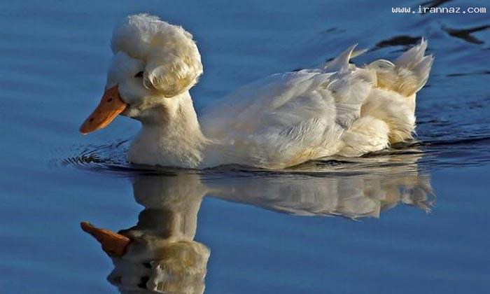 عکسهای جالب و دیدنی دوشنبه 11 اردیبهشت 1391