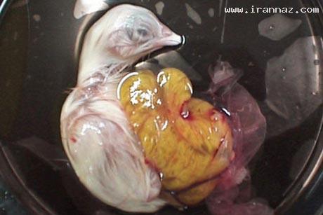 عکسهای خارق العاده از سیر تکامل تخم مرغ تا جوجه