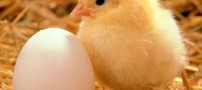 عکسهای خارق العاده از سیر تکامل تخم مرغ تا جوجه