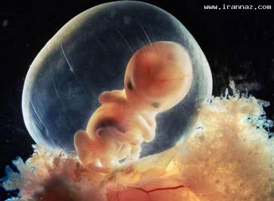 عکسهای باورنکردنی از ابتدای لقاح تا تولد نوزاد انسان