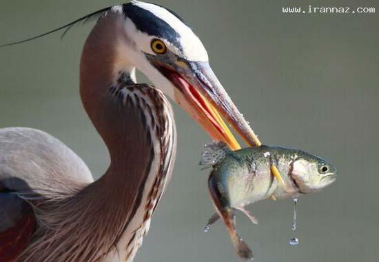 عکس های جالب و دیدنی روز دوشنبه 1 خرداد 1391