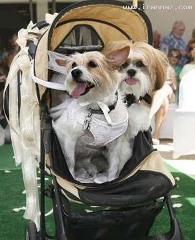 مراسم گرانقیمت ازدواج 2 سگ میلیاردر با هم+تصاویر