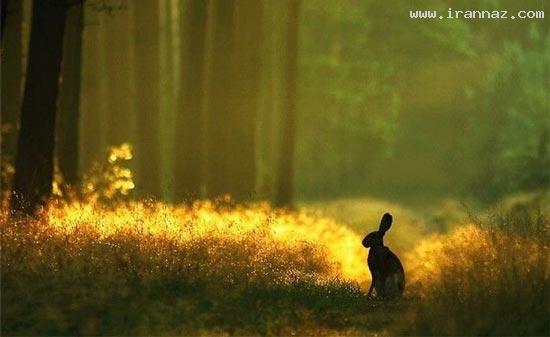 عکسهای جالب و دیدنی روز سه شنبه 23 خرداد 1391