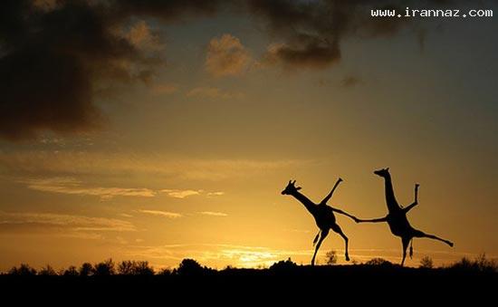 عکسهای جالب و دیدنی روز سه شنبه 23 خرداد 1391