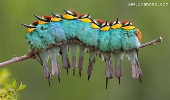 عکس های جالب و دیدنی روز دوشنبه 22 خرداد 1391